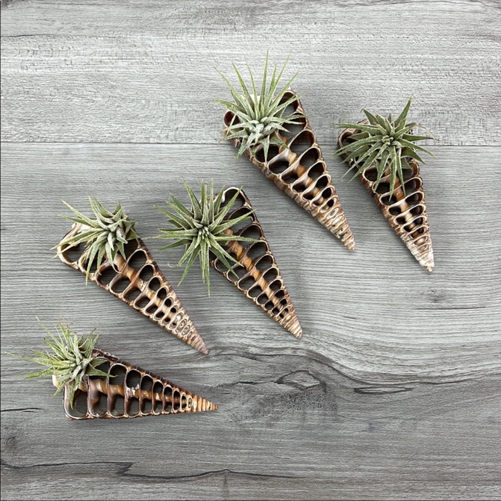 🌿Air Plant In A Shell🌿